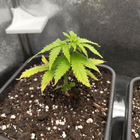 Sindy  growlog timeline photo