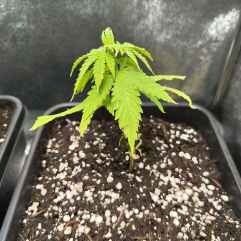 Cindy growlog timeline photo
