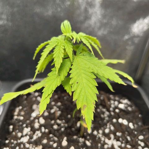 Cindy growlog timeline photo