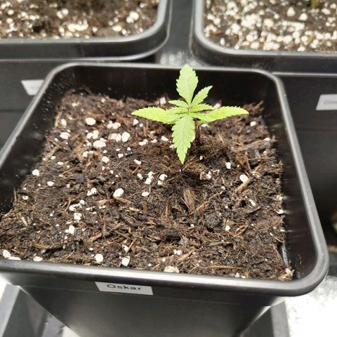 Oskar growlog timeline photo