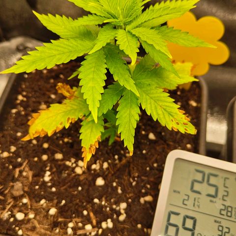 Sindy  growlog timeline photo