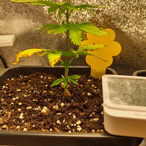 Sindy  growlog timeline photo
