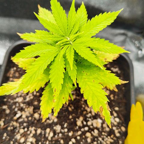 Cindy growlog timeline photo