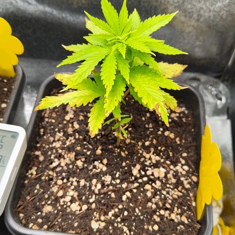 Cindy growlog timeline photo