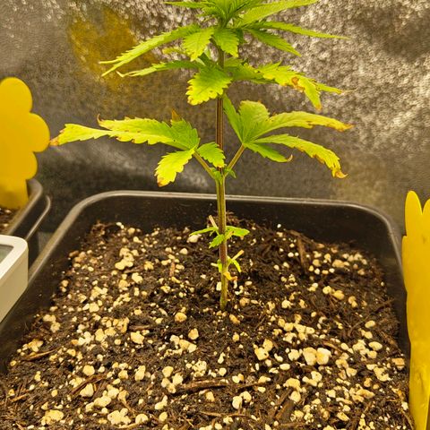 Cindy growlog timeline photo