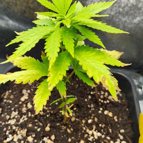 Cindy growlog timeline photo