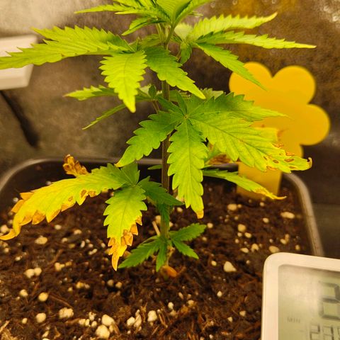 Sindy  growlog timeline photo