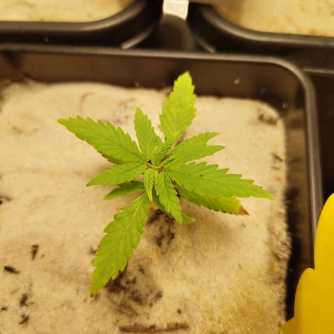 Oskar growlog timeline photo