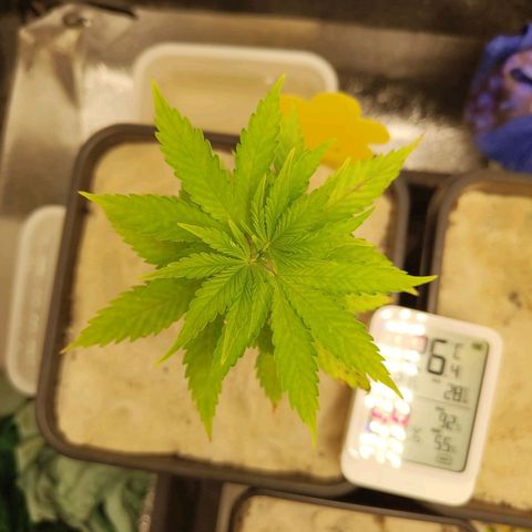 Sindy  growlog timeline photo