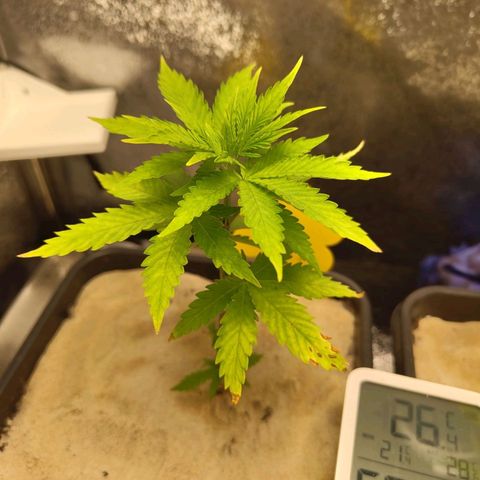 Sindy  growlog timeline photo