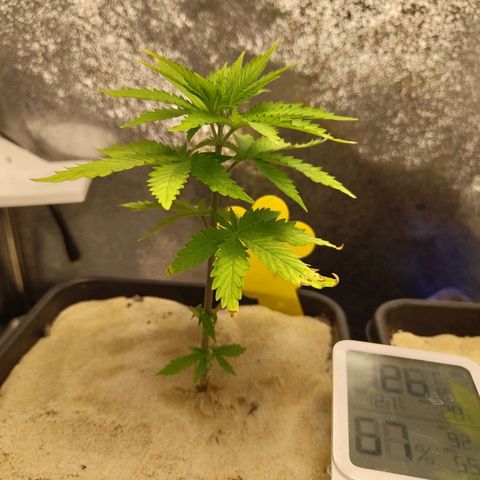Sindy  growlog timeline photo