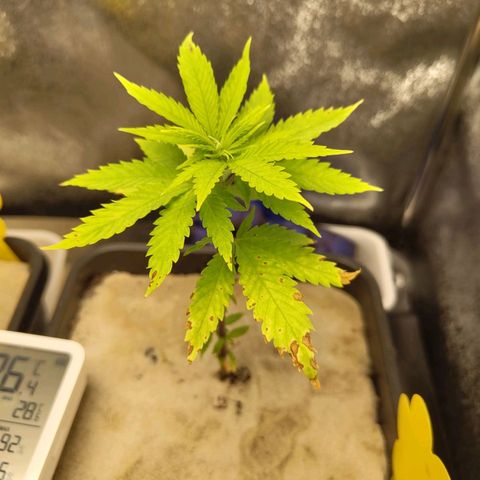 Cindy growlog timeline photo