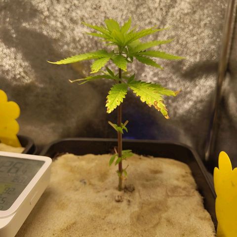 Cindy growlog timeline photo