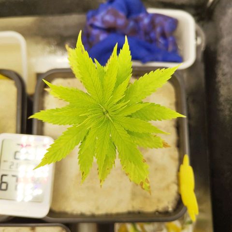 Cindy growlog timeline photo