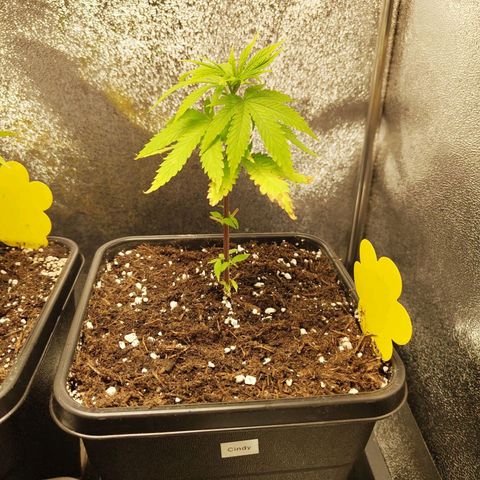 Cindy growlog timeline photo