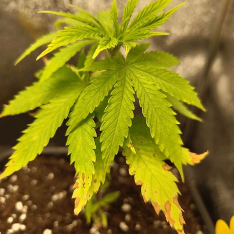 Cindy growlog timeline photo
