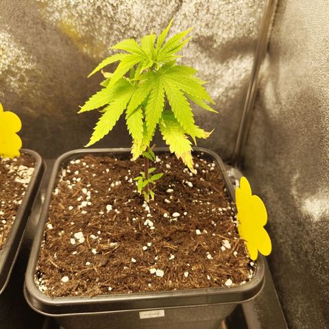 Cindy growlog timeline photo