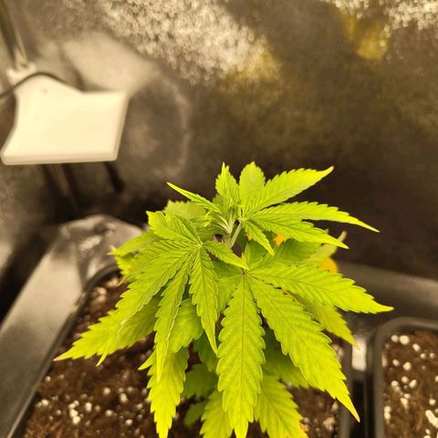 Sindy  growlog timeline photo