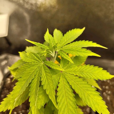 Sindy  growlog timeline photo