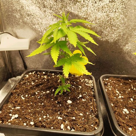 Sindy  growlog timeline photo