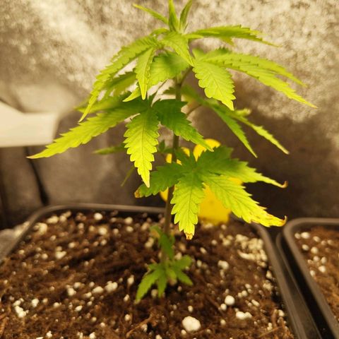 Sindy  growlog timeline photo