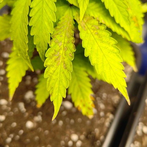 Sindy  growlog photo: Neue Flecken auf Blättern 