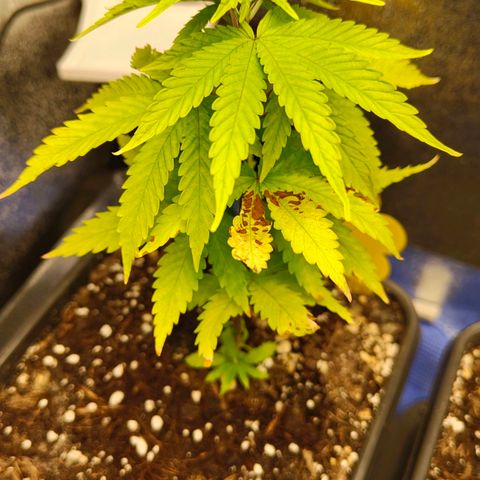 Sindy  growlog timeline photo