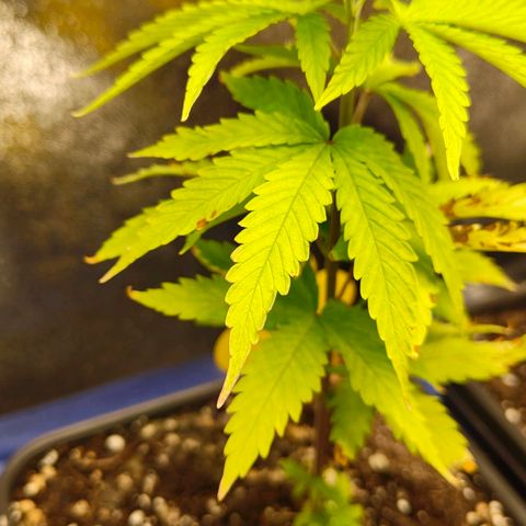 Sindy  growlog timeline photo