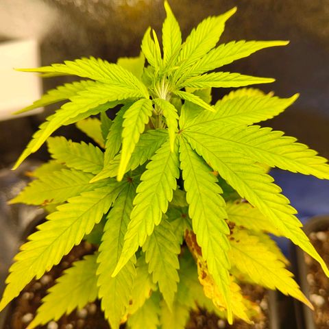 Sindy  growlog timeline photo
