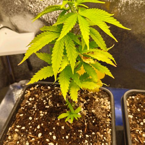 Sindy  growlog timeline photo