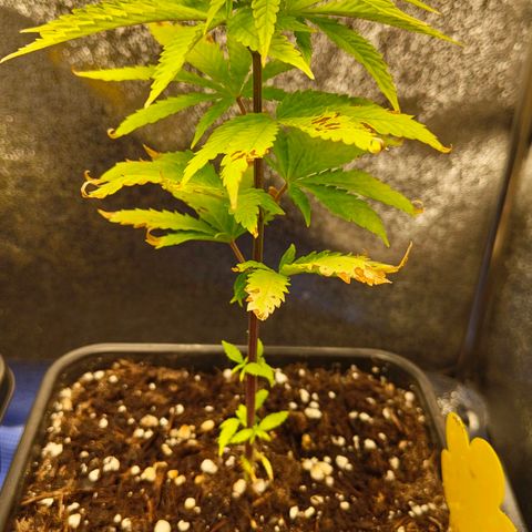 Cindy growlog timeline photo