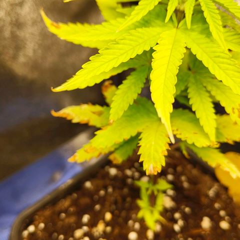 Cindy growlog timeline photo