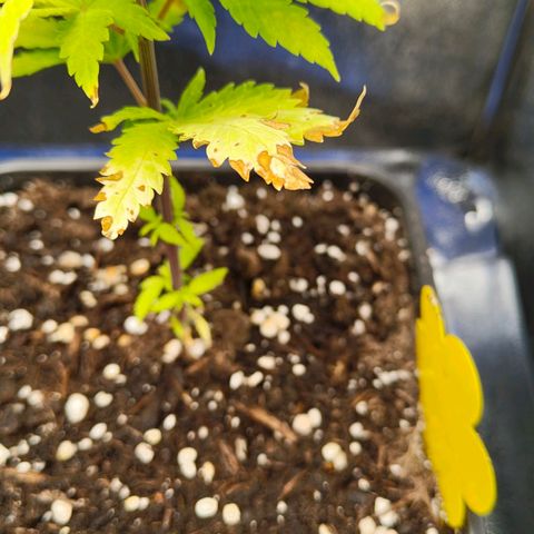 Cindy growlog timeline photo