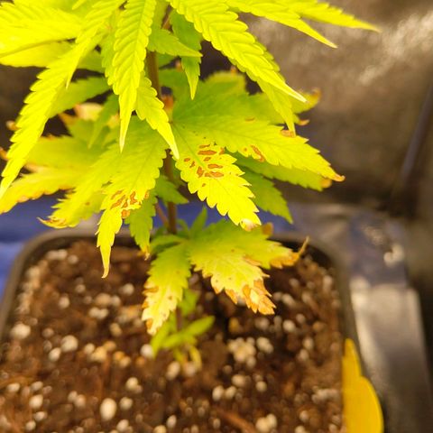 Cindy growlog timeline photo