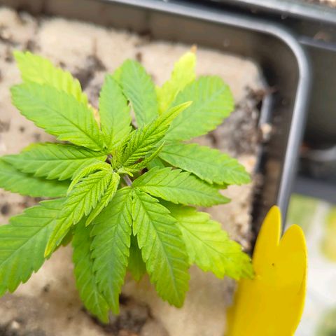 Oskar growlog timeline photo