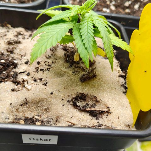 Oskar growlog timeline photo