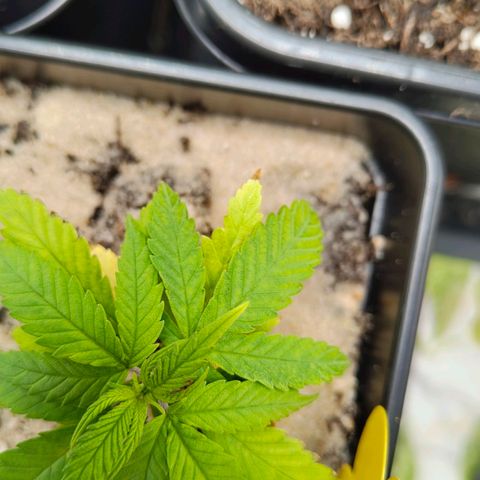 Oskar growlog timeline photo