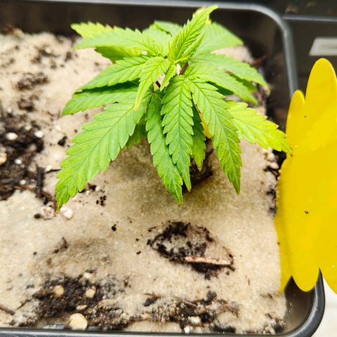 Oskar growlog timeline photo