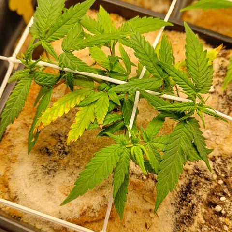 Oskar growlog timeline photo