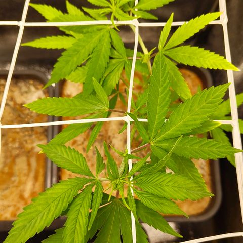 Cindy growlog timeline photo
