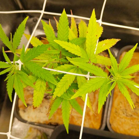 Sindy  growlog timeline photo