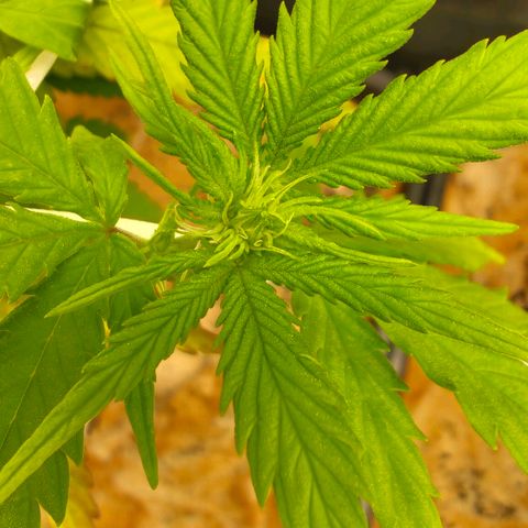 Sindy  growlog photo: Blütenansatz 