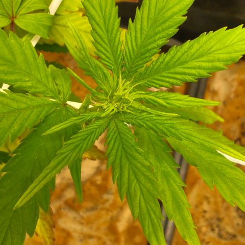 Sindy  growlog photo: Blütenansatz 