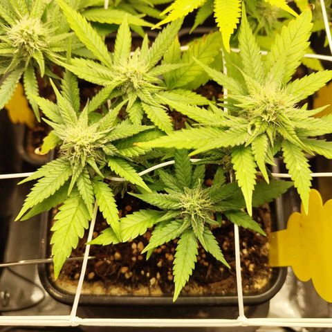 Oskar growlog timeline photo