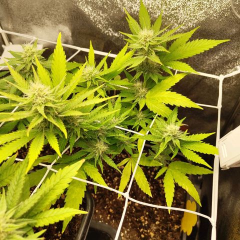 Cindy growlog timeline photo