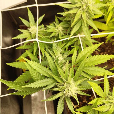 Sindy  growlog timeline photo