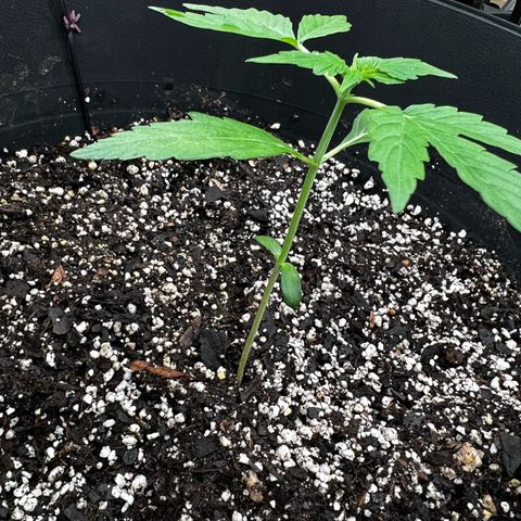 Apollo F1 HYBRID  growlog timeline photo