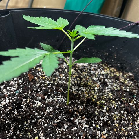 OG KUSH femininized  growlog timeline photo