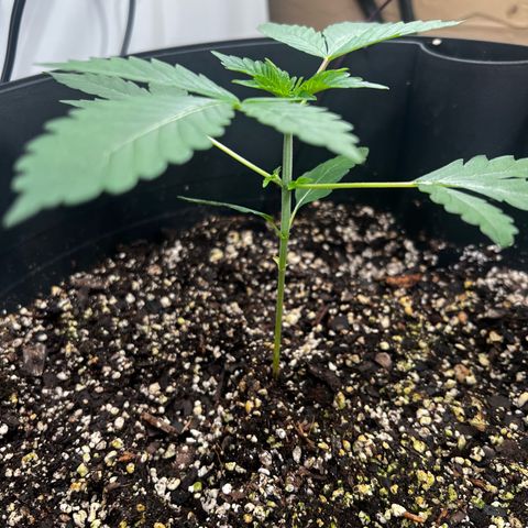 OG KUSH femininized  growlog timeline photo