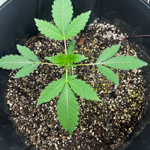 OG KUSH femininized  growlog timeline photo